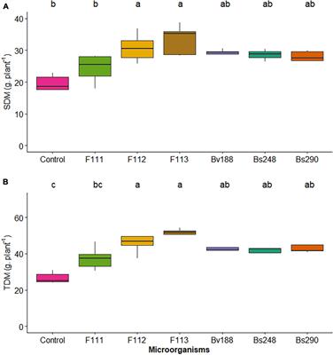Effect of Aspergillus and Bacillus Concentration on Cotton Growth Promotion